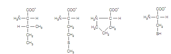 26_hydrophobic amino acids1.png